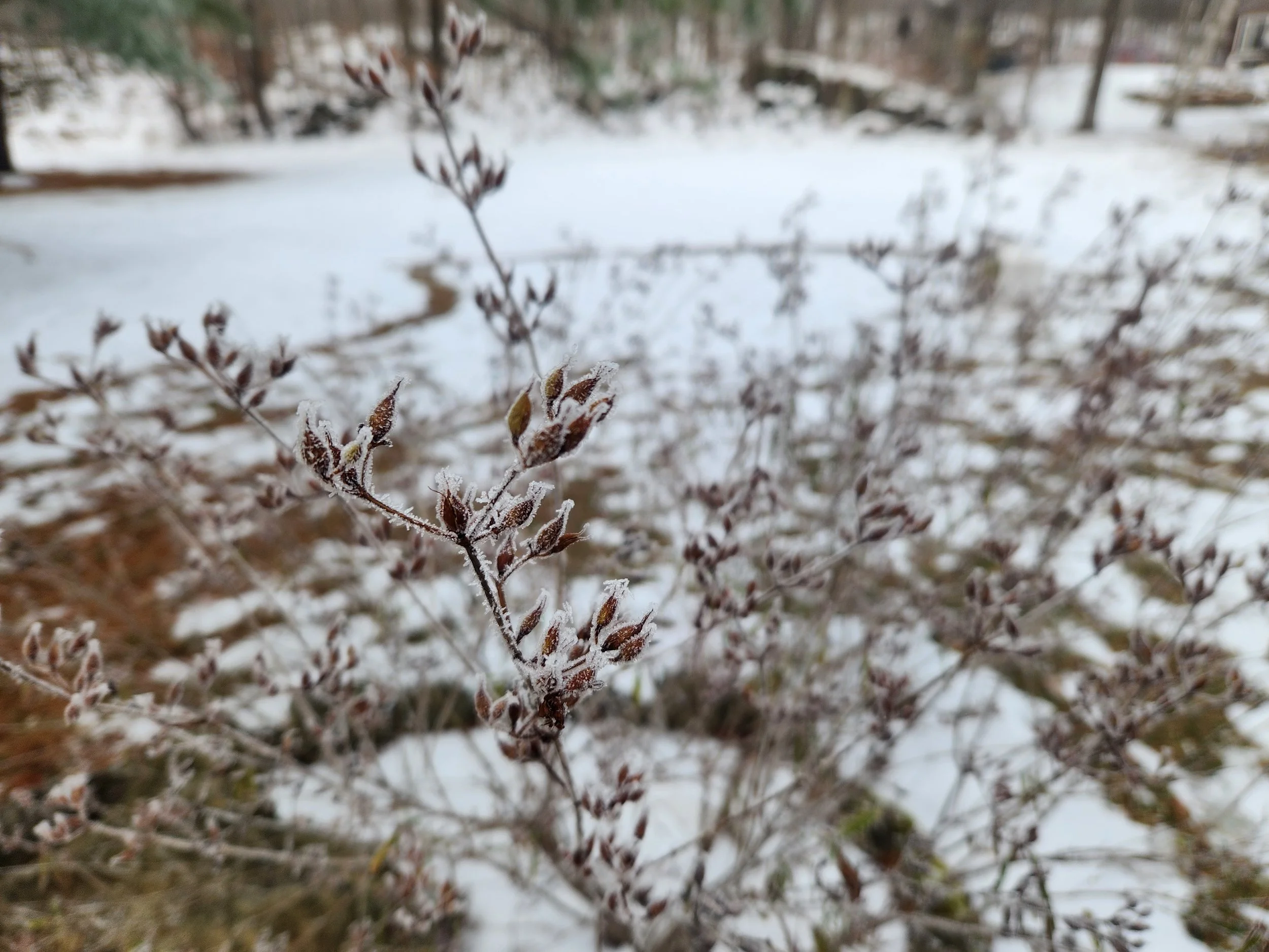 Shrubby St. John's Wort