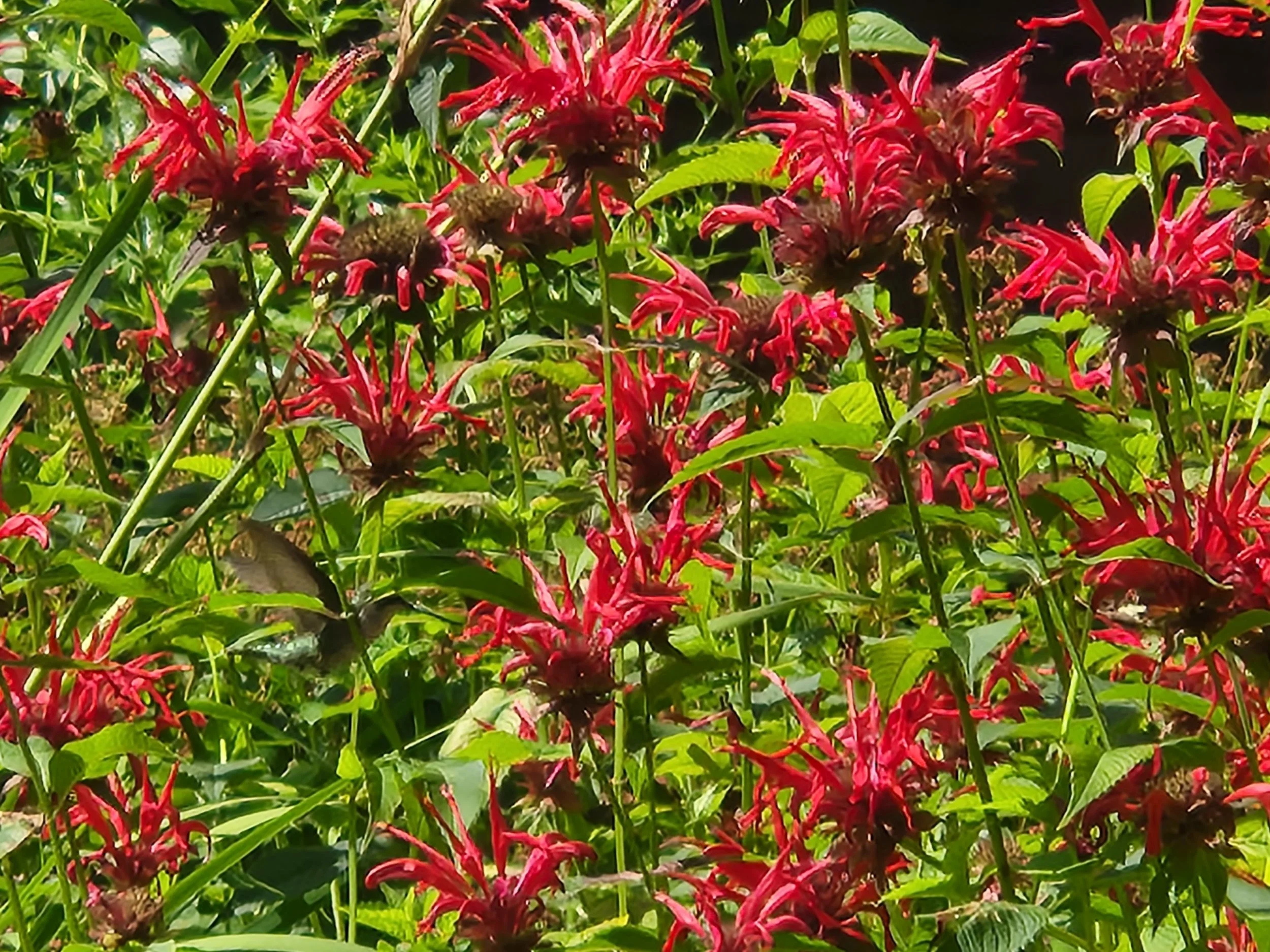 20250722_151701 - Copy.jpg