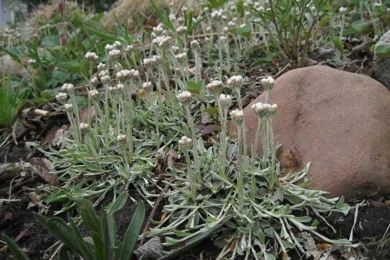 Field Pussytoes - Gardenia