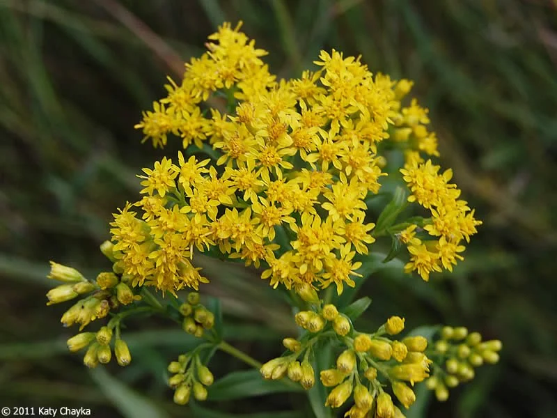 Riddell's Goldenrod
