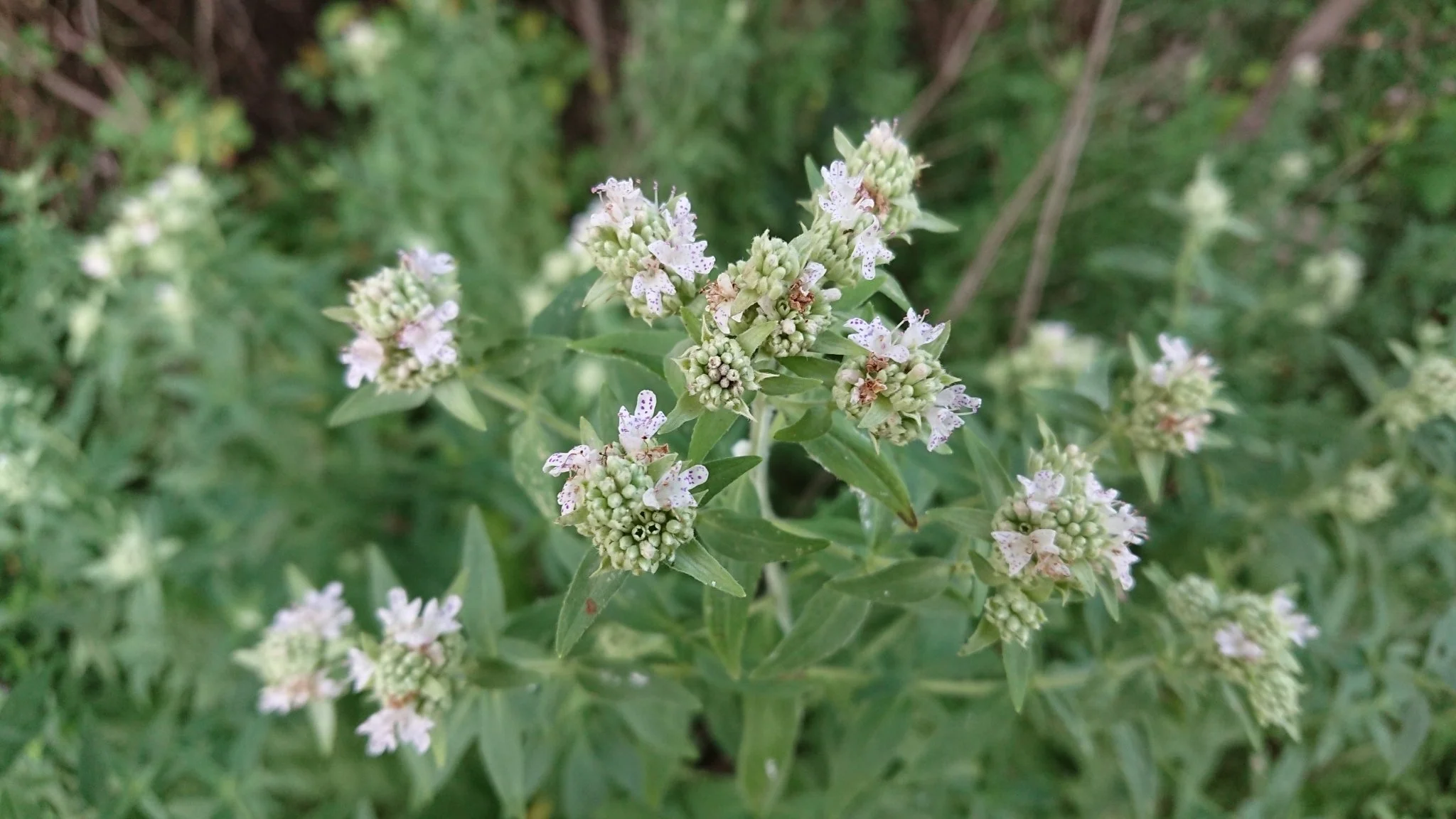 Hairy Mountain Mint