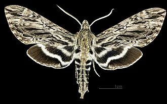 Hermit Sphinx Moth - Wikipedia