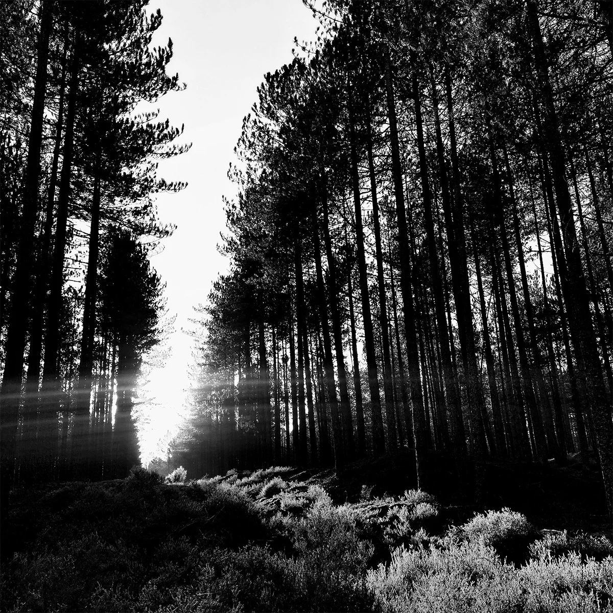 Solstice Walking and Swimming_4.jpg