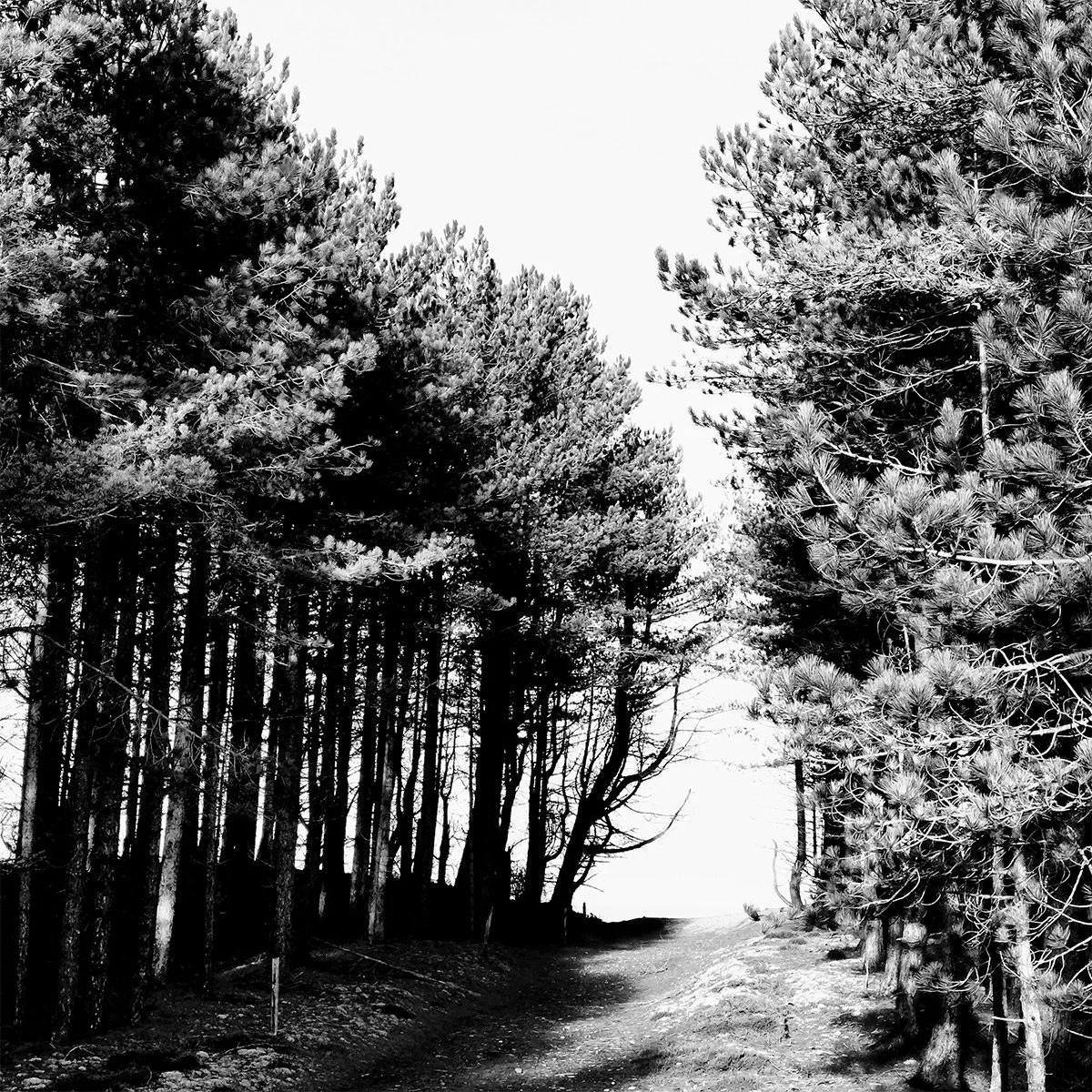 Solstice Walking and Swimming_6.jpg