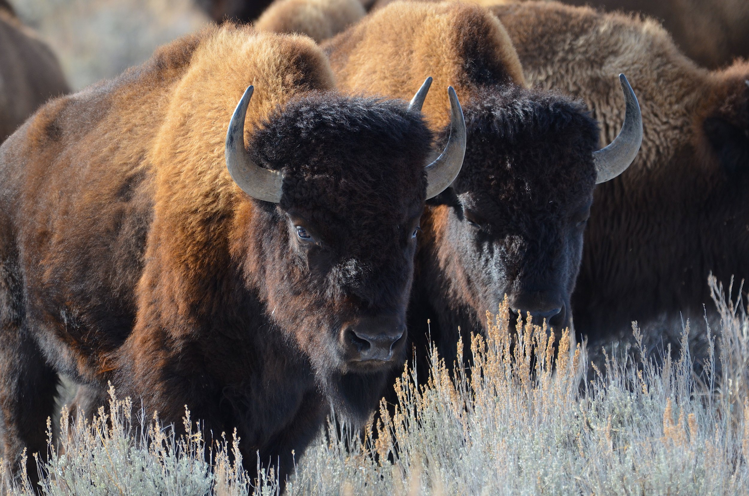 A New Take on Regenerative Ranching at North Bridger Bison