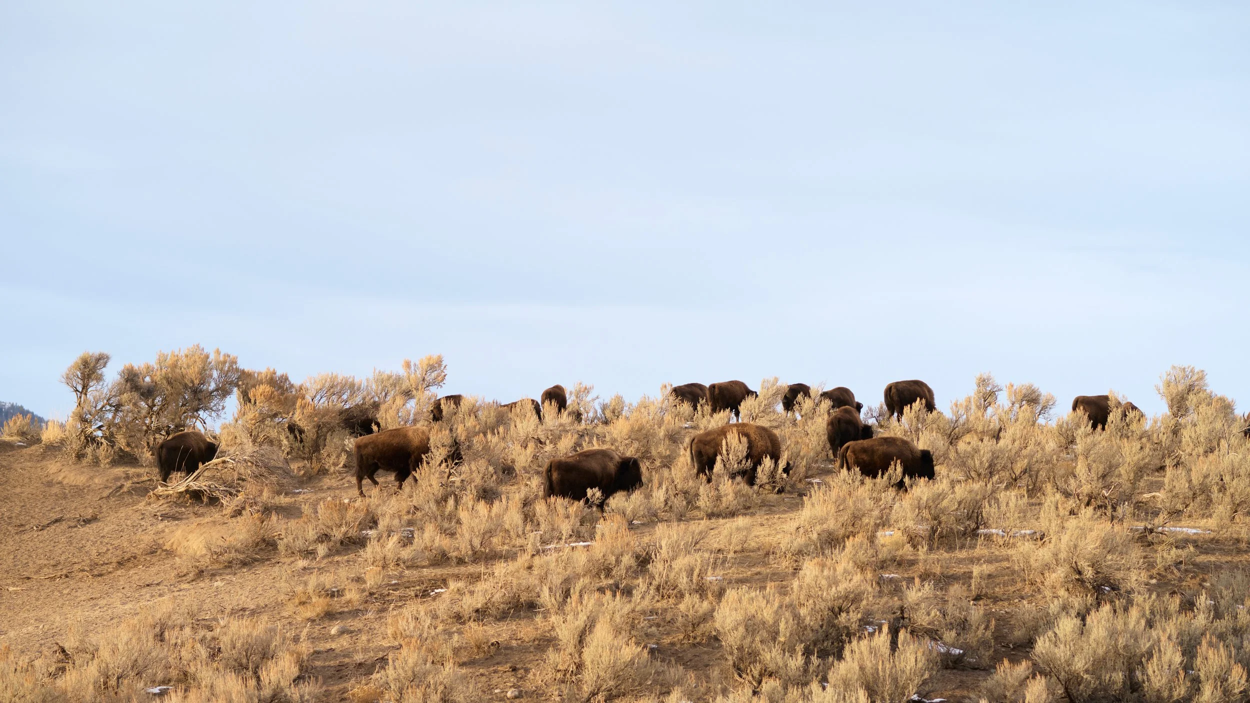 Yellowstone Editorial Photography