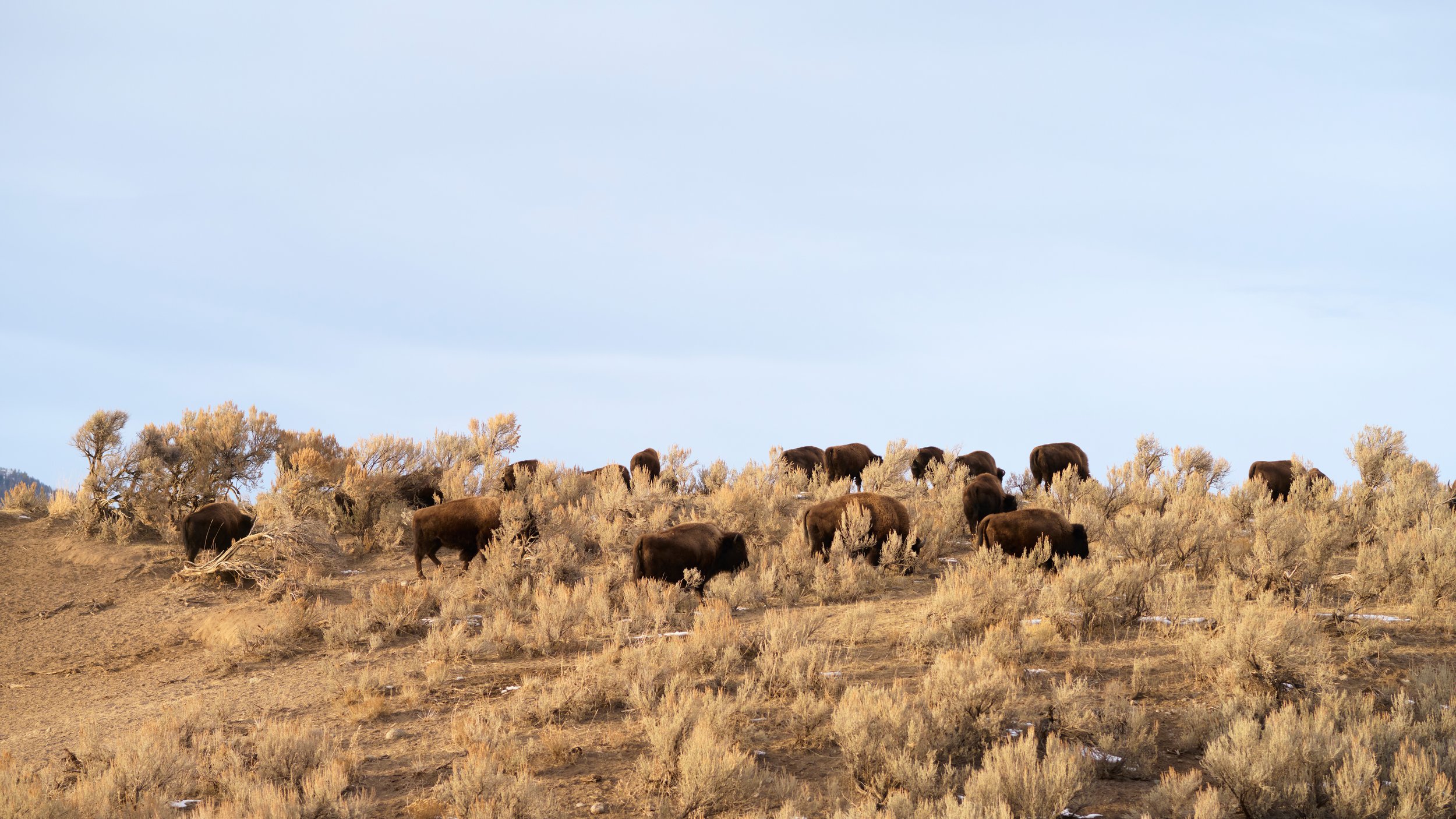A herd of bison grazing on a dry, grassy hill with sparse bushes under a clear sky.