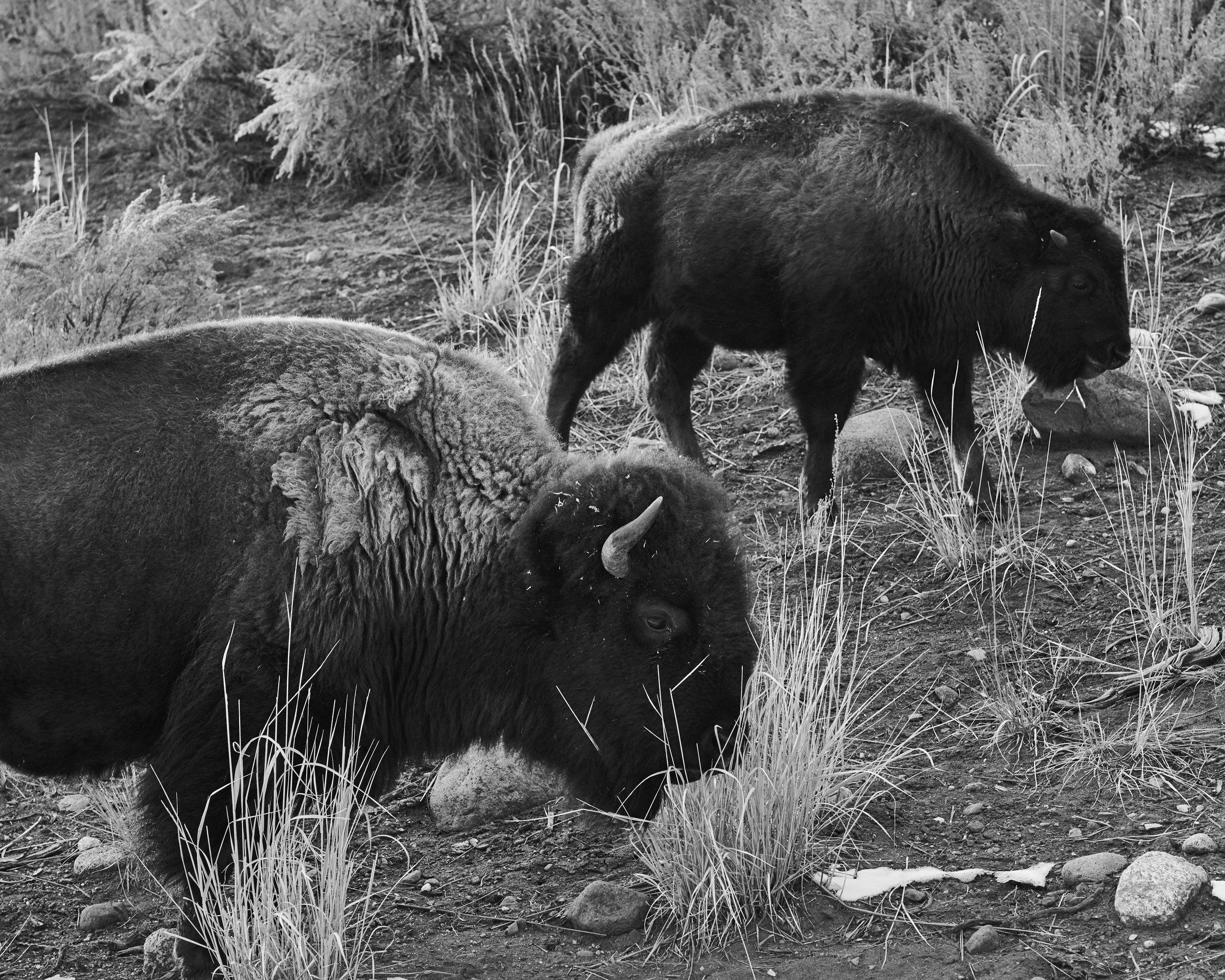 Two bison grazing in a field with grass and rocks.