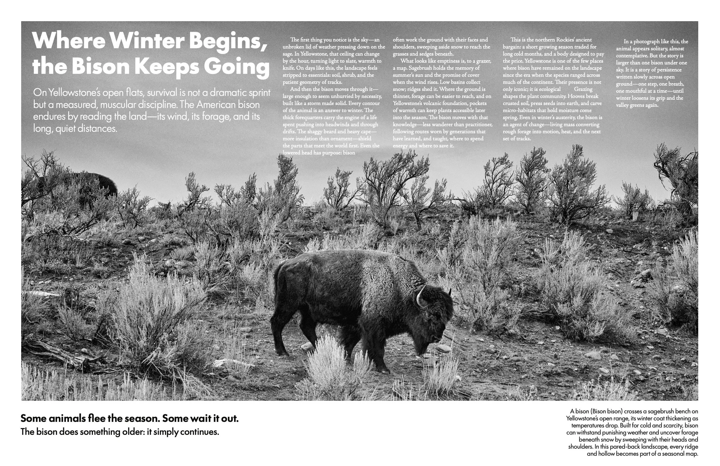 Website Editoral Spreads_Yellowstone_01.jpg