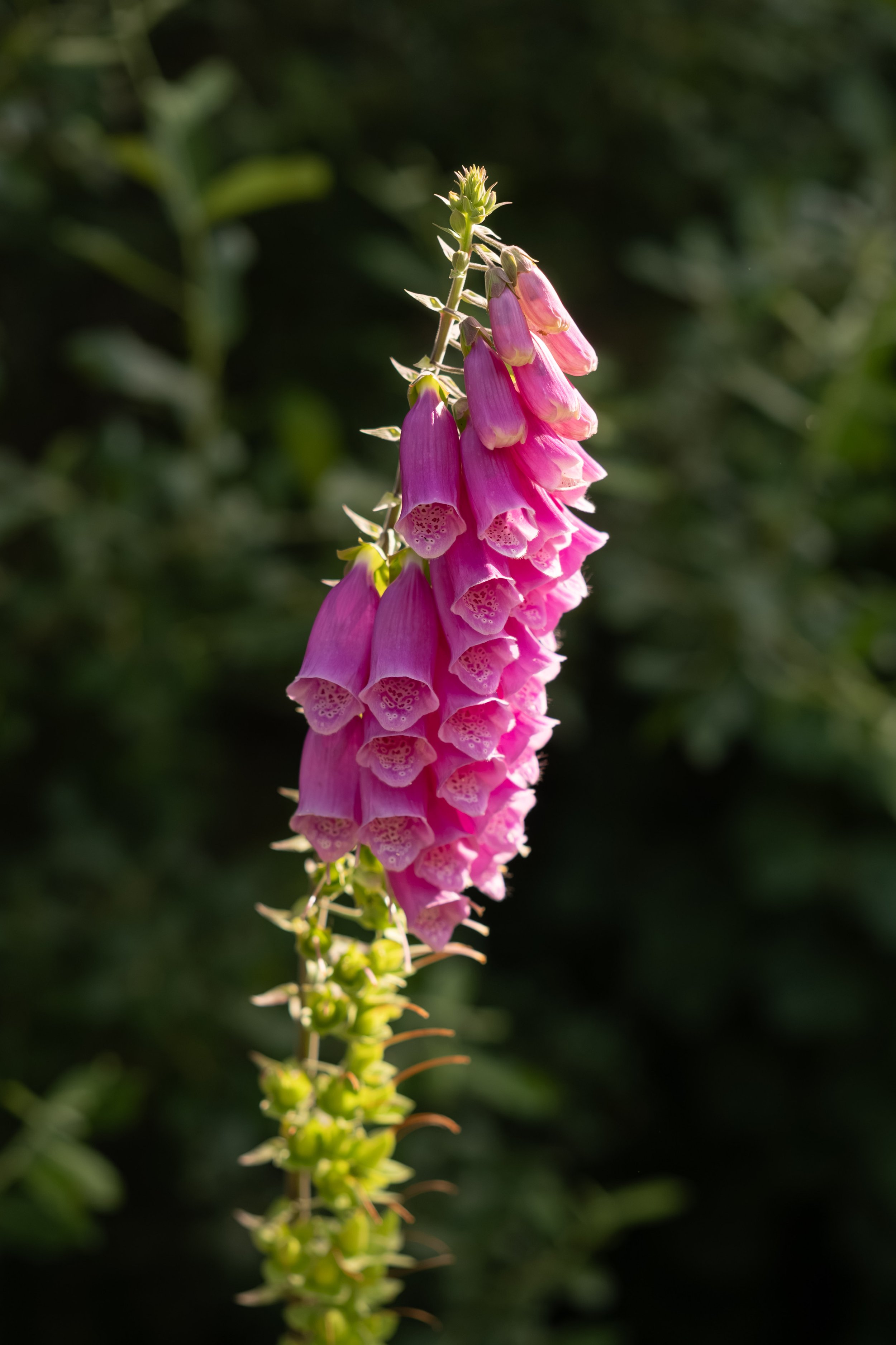 DSCF7464.jpg