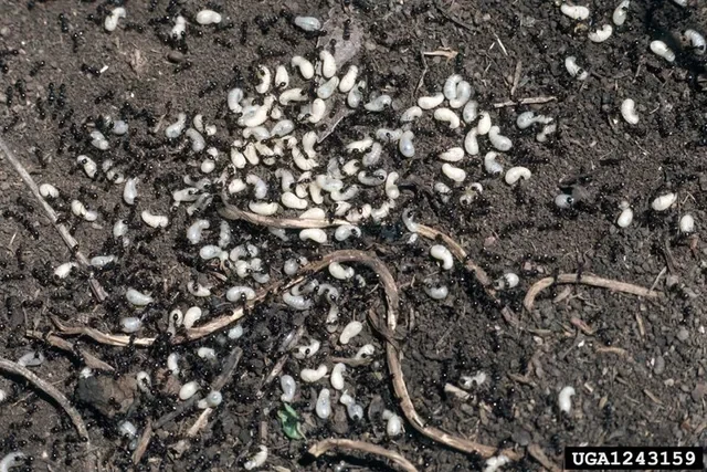 Pavement ant colony under concrete showing larvae and underground nesting behavior in Oklahoma City