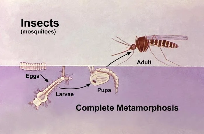 Mosquito life cycle stages eggs larvae pupa adult in Oklahoma City showing rapid population growth in warm weather