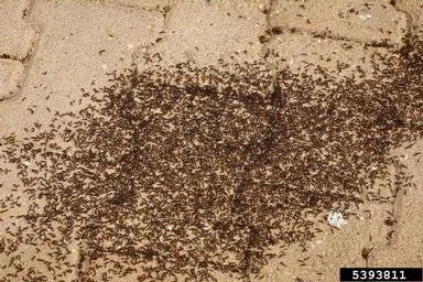 Pavement ant colony under concrete showing larvae and underground nesting behavior