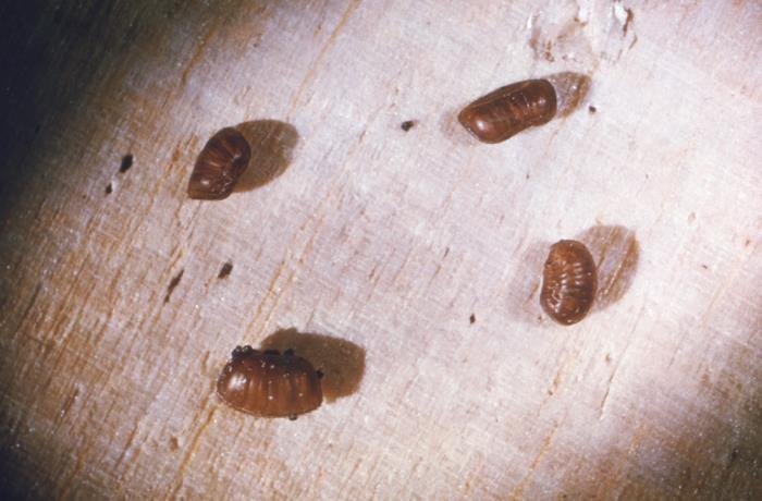 Cockroach egg cases showing active reproduction inside Edmond, Oklahoma home