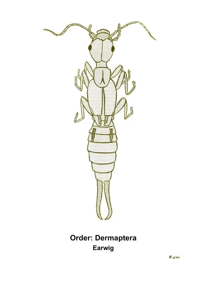 Earwig identification diagram showing body structure and pincers in Oklahoma City and Edmond homes