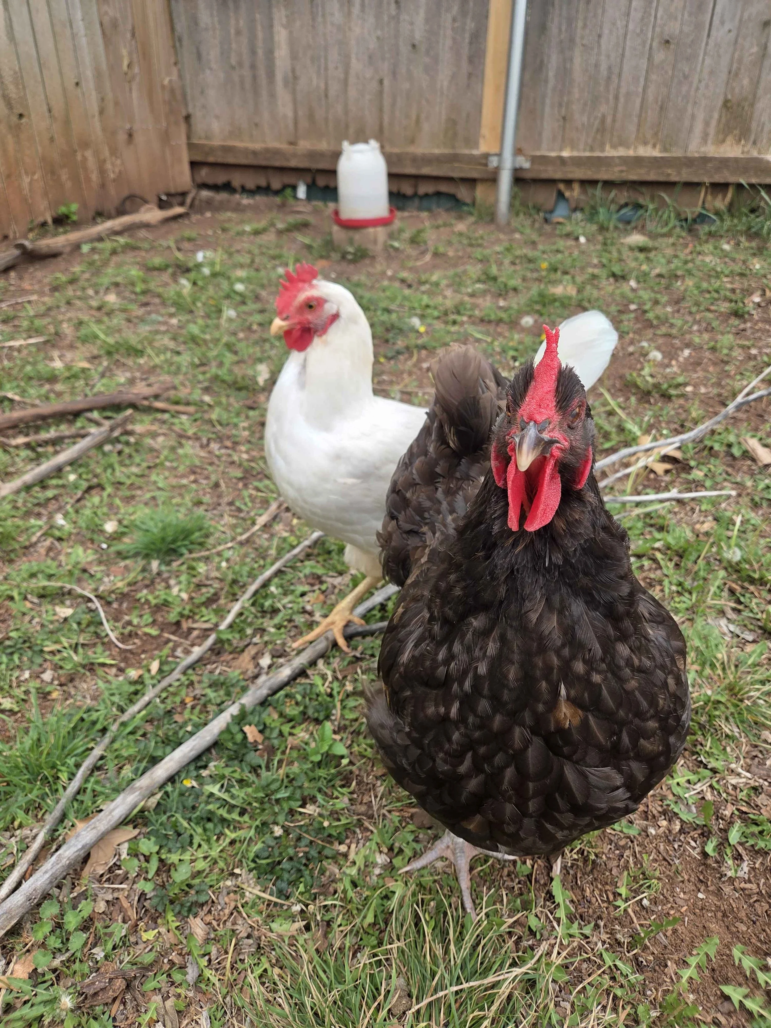 group of chickens standing outdoors on grass looking toward camera