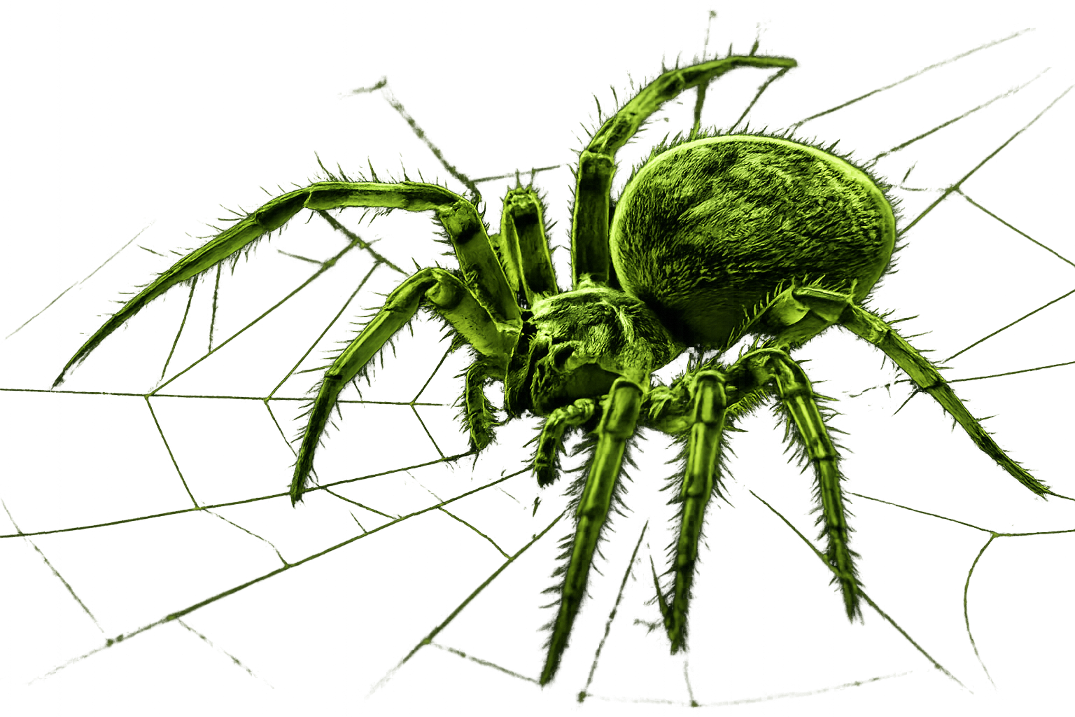 Spider control in Oklahoma City as part of quarterly pest control service