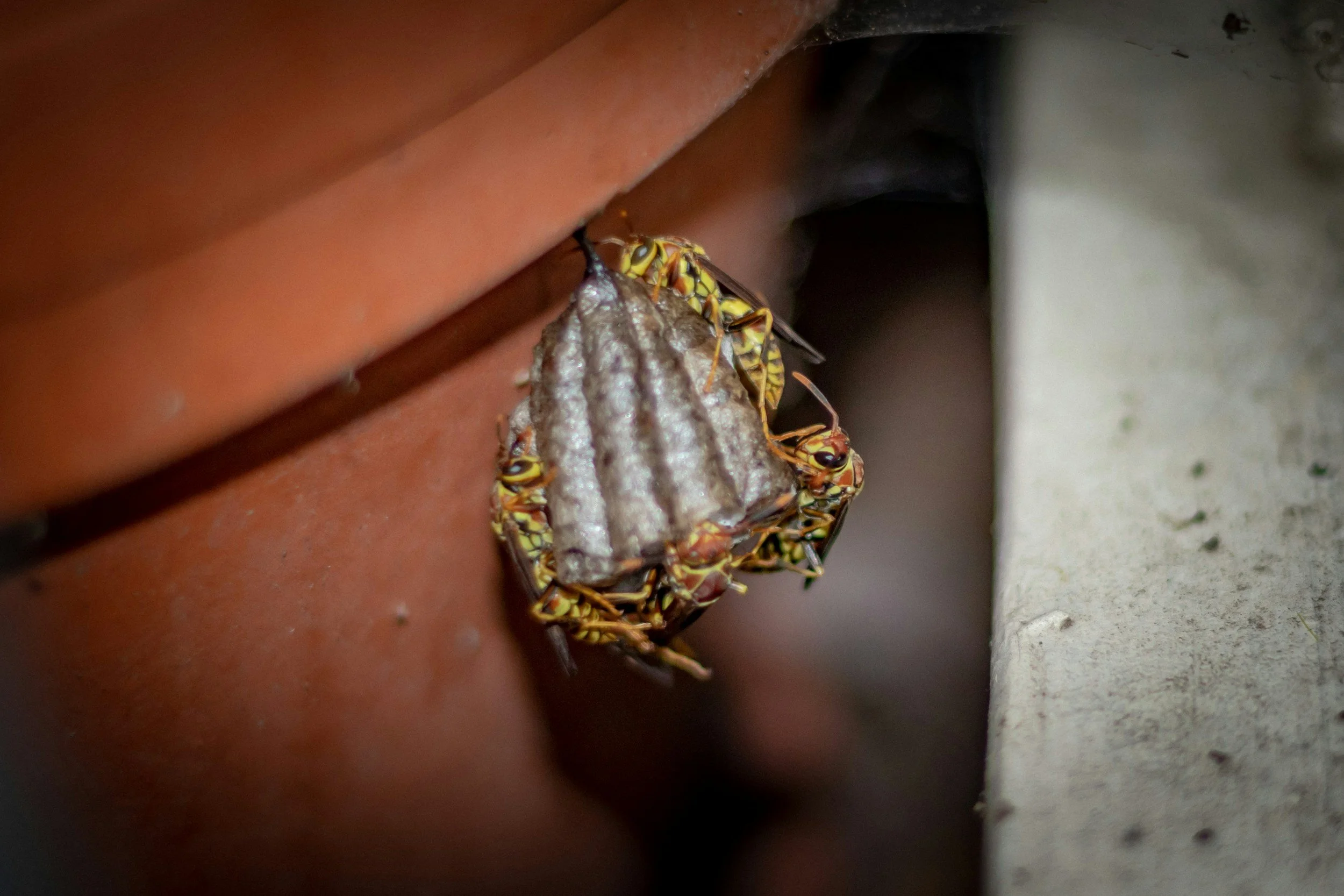 Paper wasp nest on residential home in Oklahoma City requiring pest control treatment