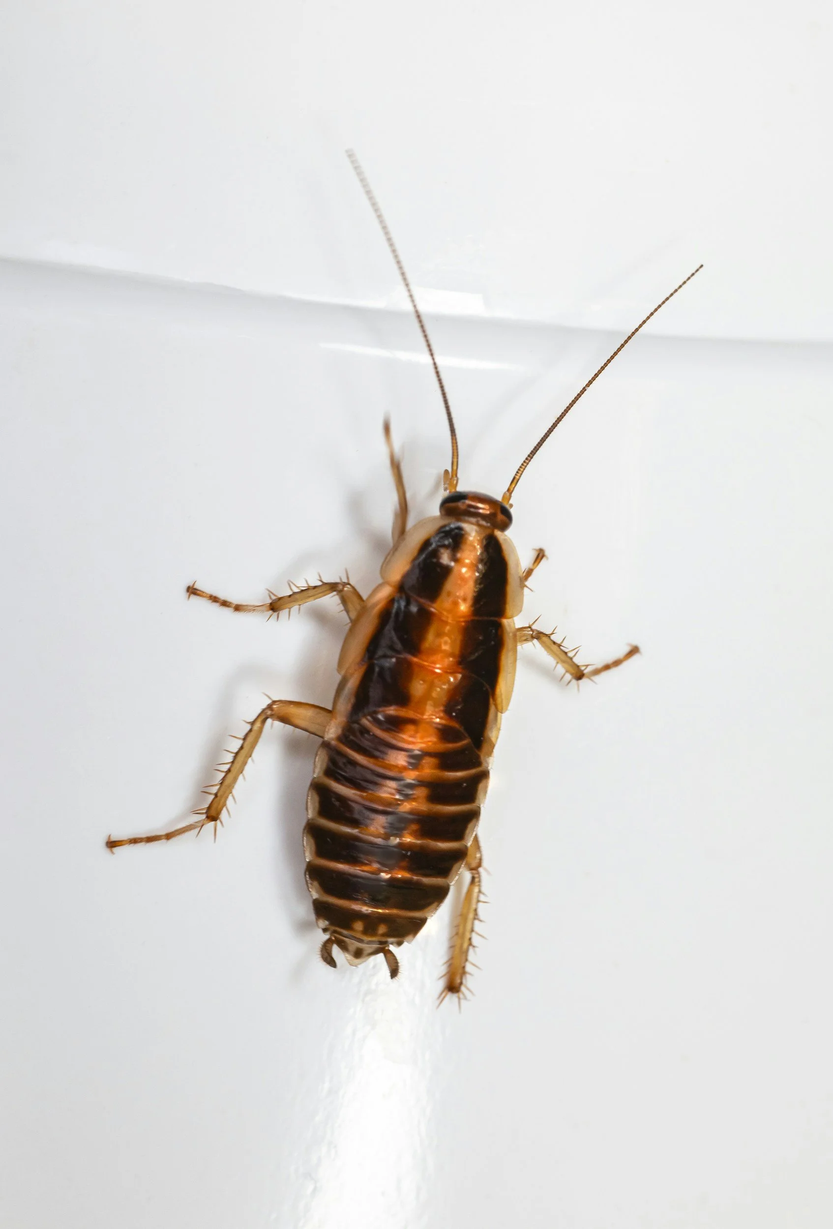 Close-up of a cockroach on a white surface, showing its brown and black segmented body, long antennae, and spiny legs.