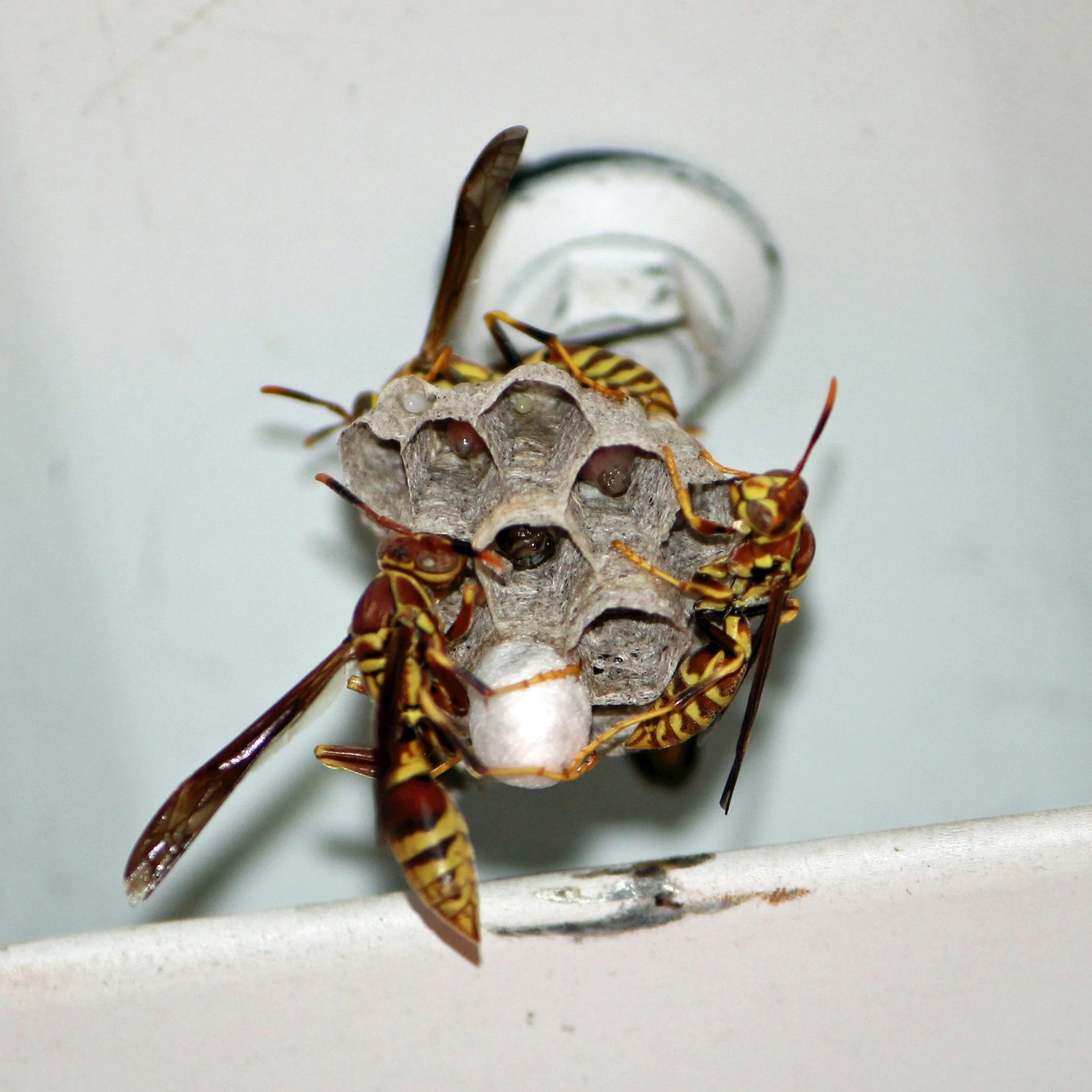 Active wasp nest on home exterior needing removal in Oklahoma City