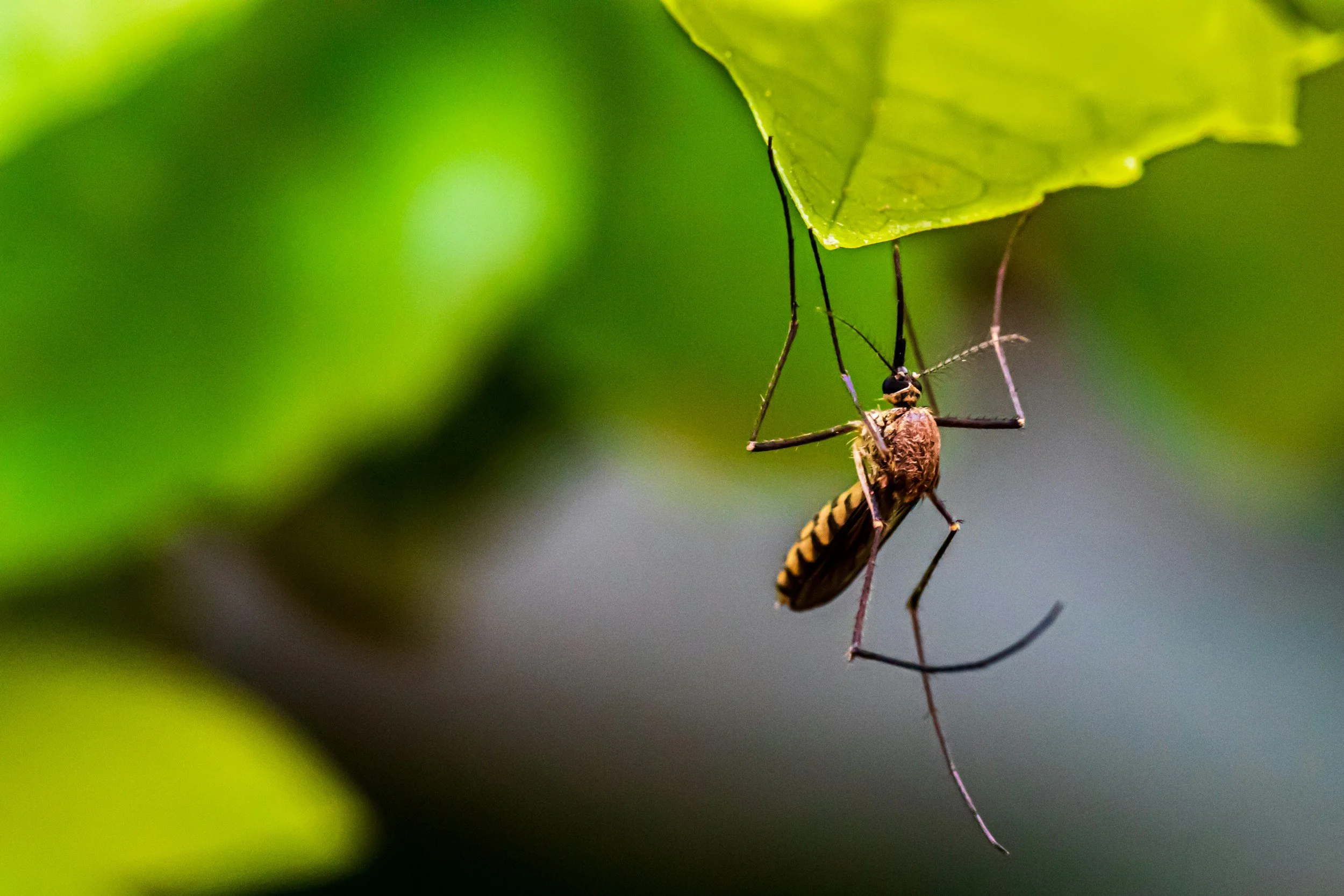 Mosquito hanging under leaves in edmond oklahoma backyards