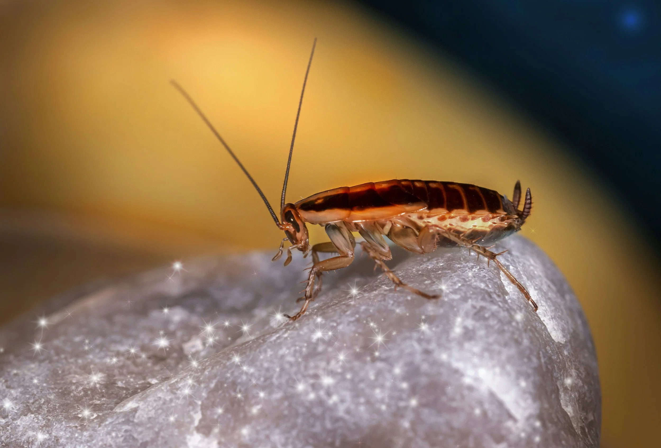 German cockroach close-up commonly treated by pest control in edmond