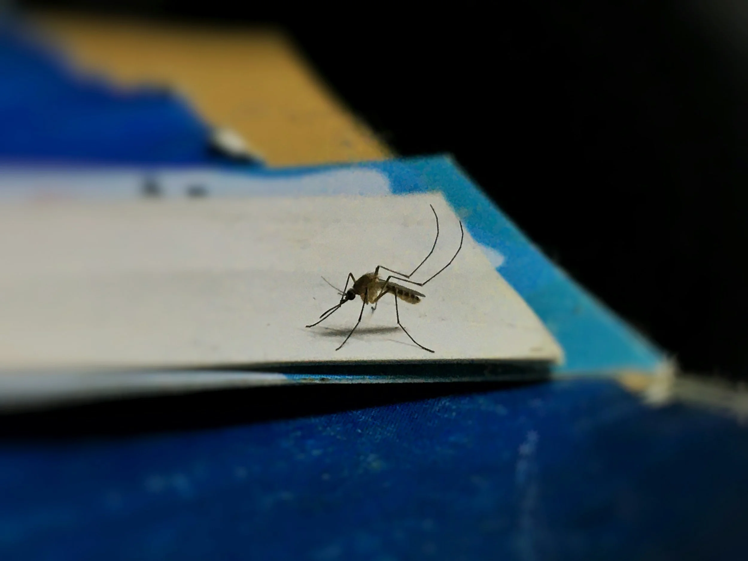 mosquito control okc
