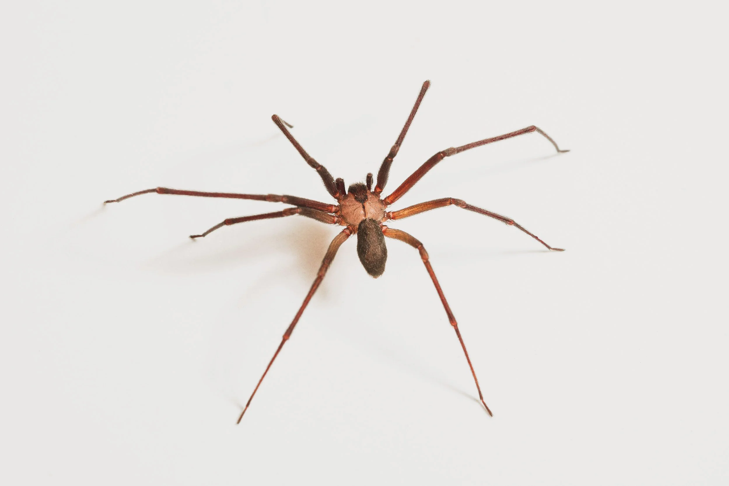 brown recluse spider oklahoma home identification