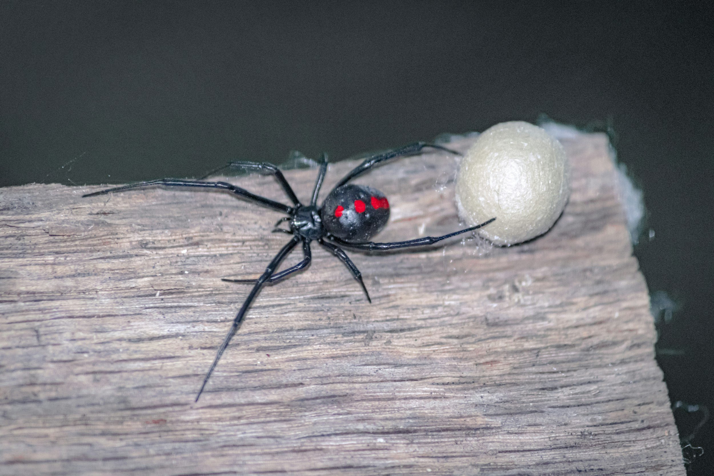 black widow spider oklahoma garage woodpile
