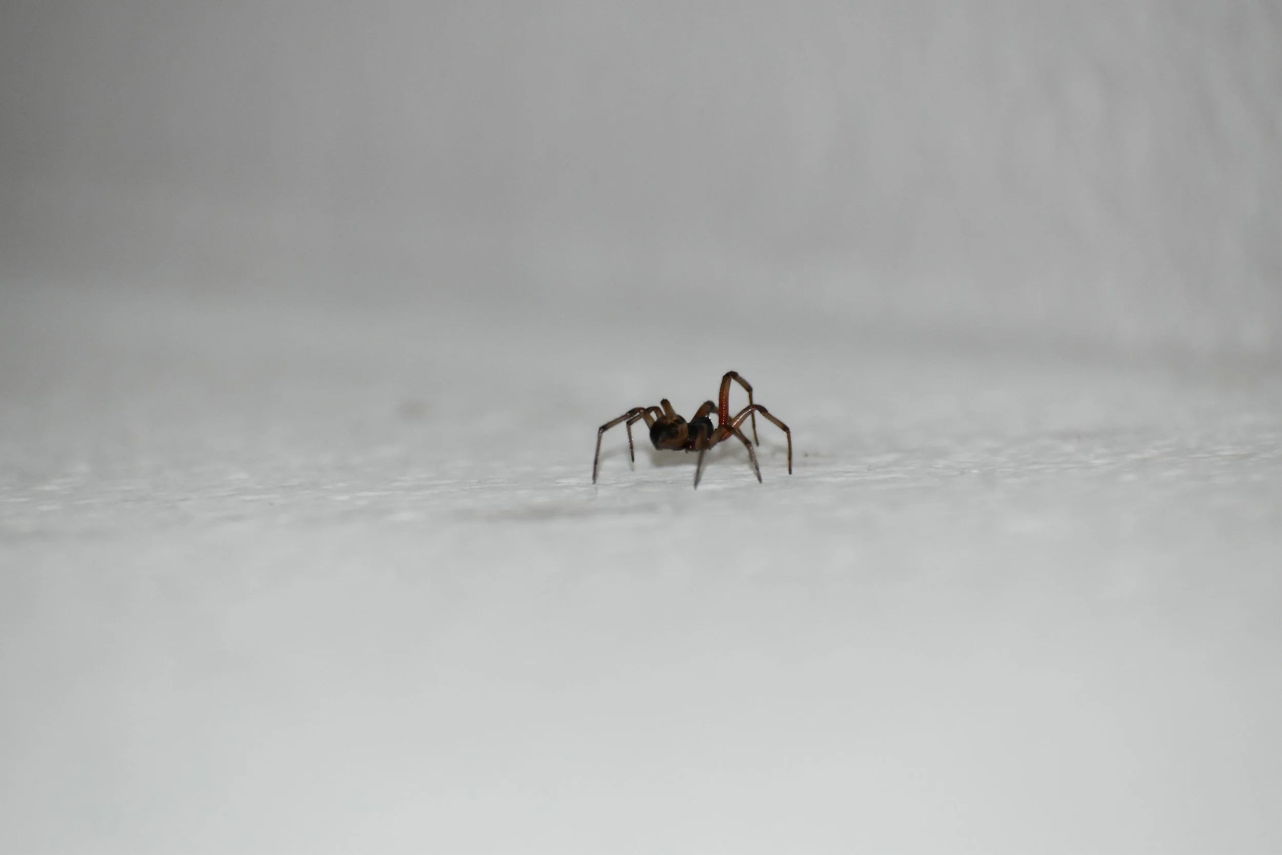spider inside home floor oklahoma pest problem