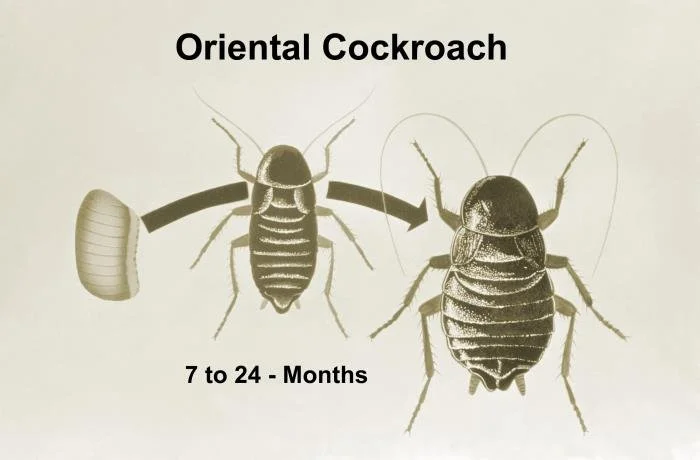 Oriental cockroach often mistaken for water bug in damp areas of Edmond, Oklahoma homes