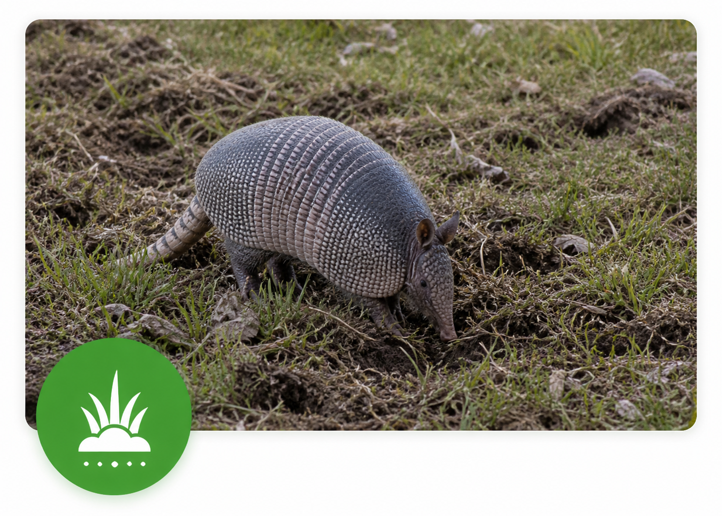 An armadillo walking on grass and dirt ground.