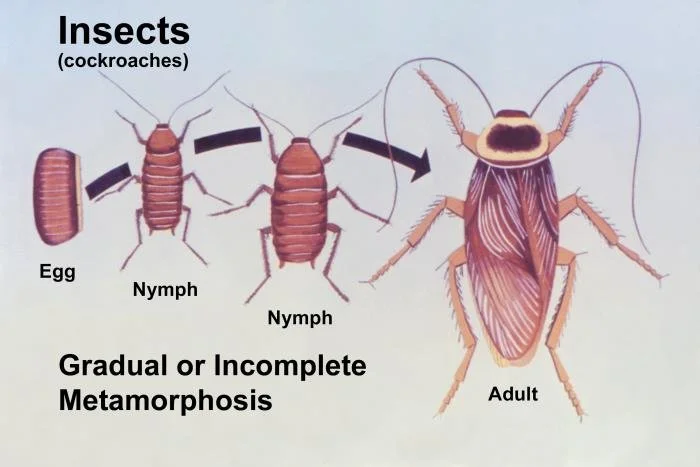 Cockroach life cycle showing egg, nymph, and adult stages in Edmond, Oklahoma homes