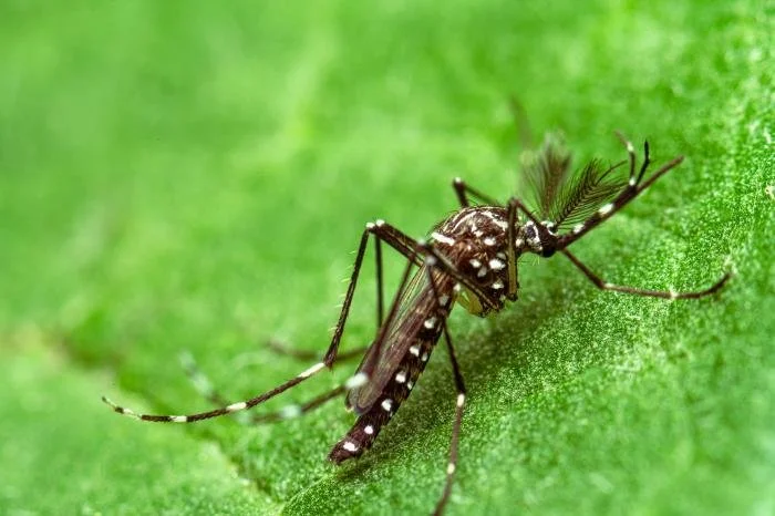 Mosquito resting on grass in Oklahoma City yard showing where mosquitoes hide during the day before biting at dusk