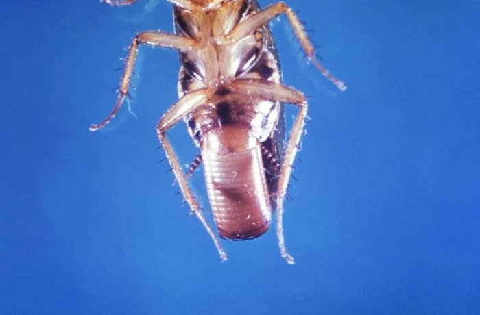 Close-up of cockroach with egg case showing why follow-up treatment is needed in Edmond, Oklahoma homes