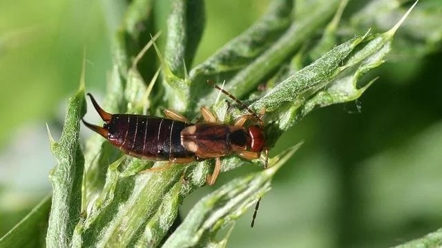 Close up of earwig in yard mulch area in Oklahoma City showing common source of home infestation