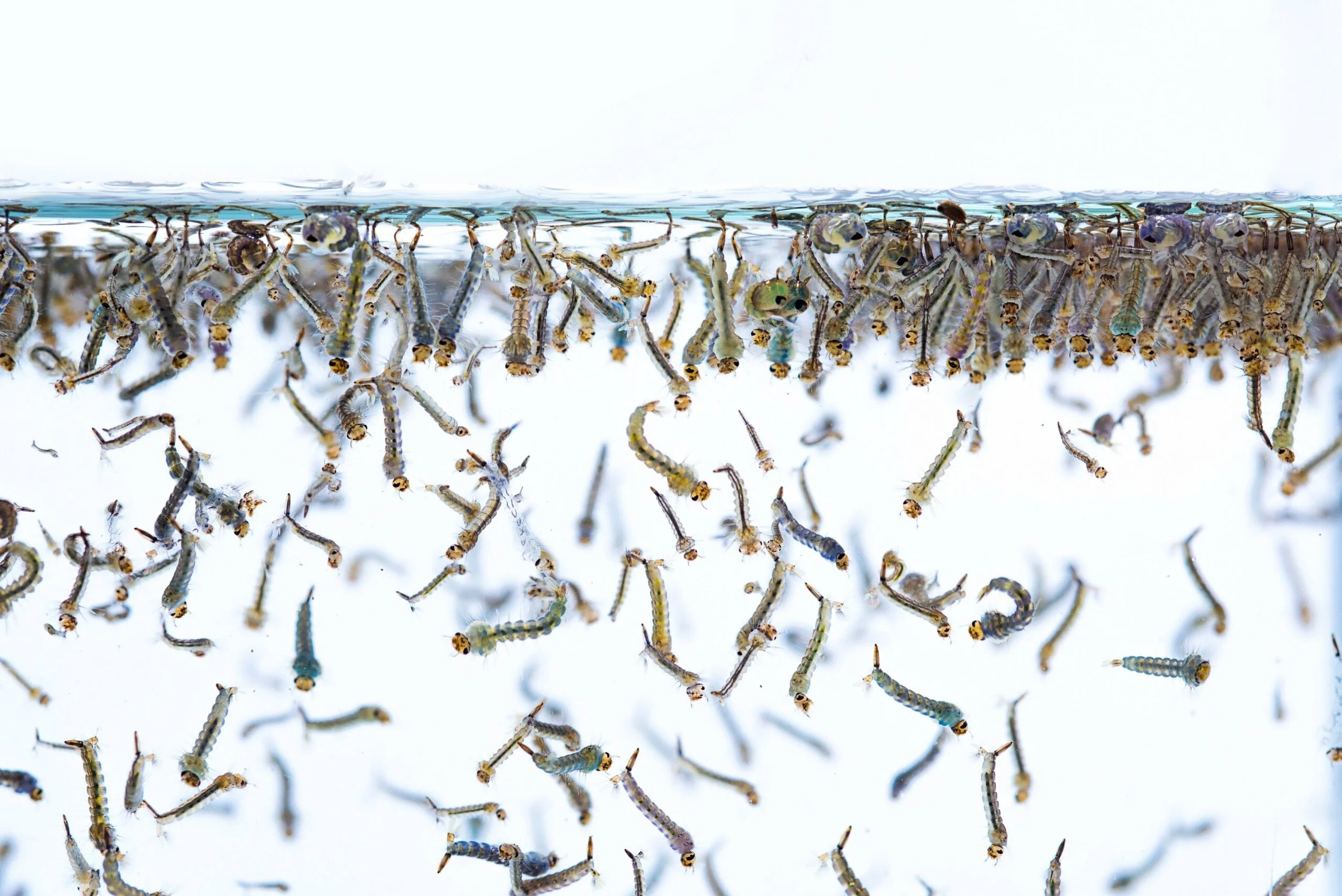Mosquito larvae in standing water showing early stage of mosquito breeding in Oklahoma City