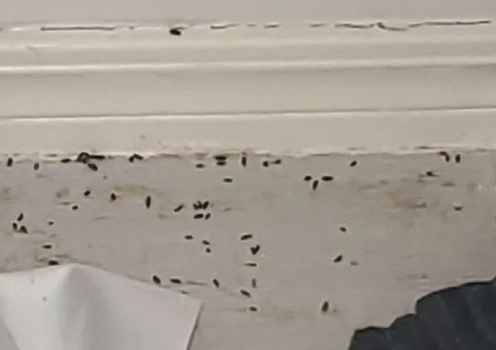 Rodent droppings along wall baseboard inside Oklahoma City home indicating active infestation