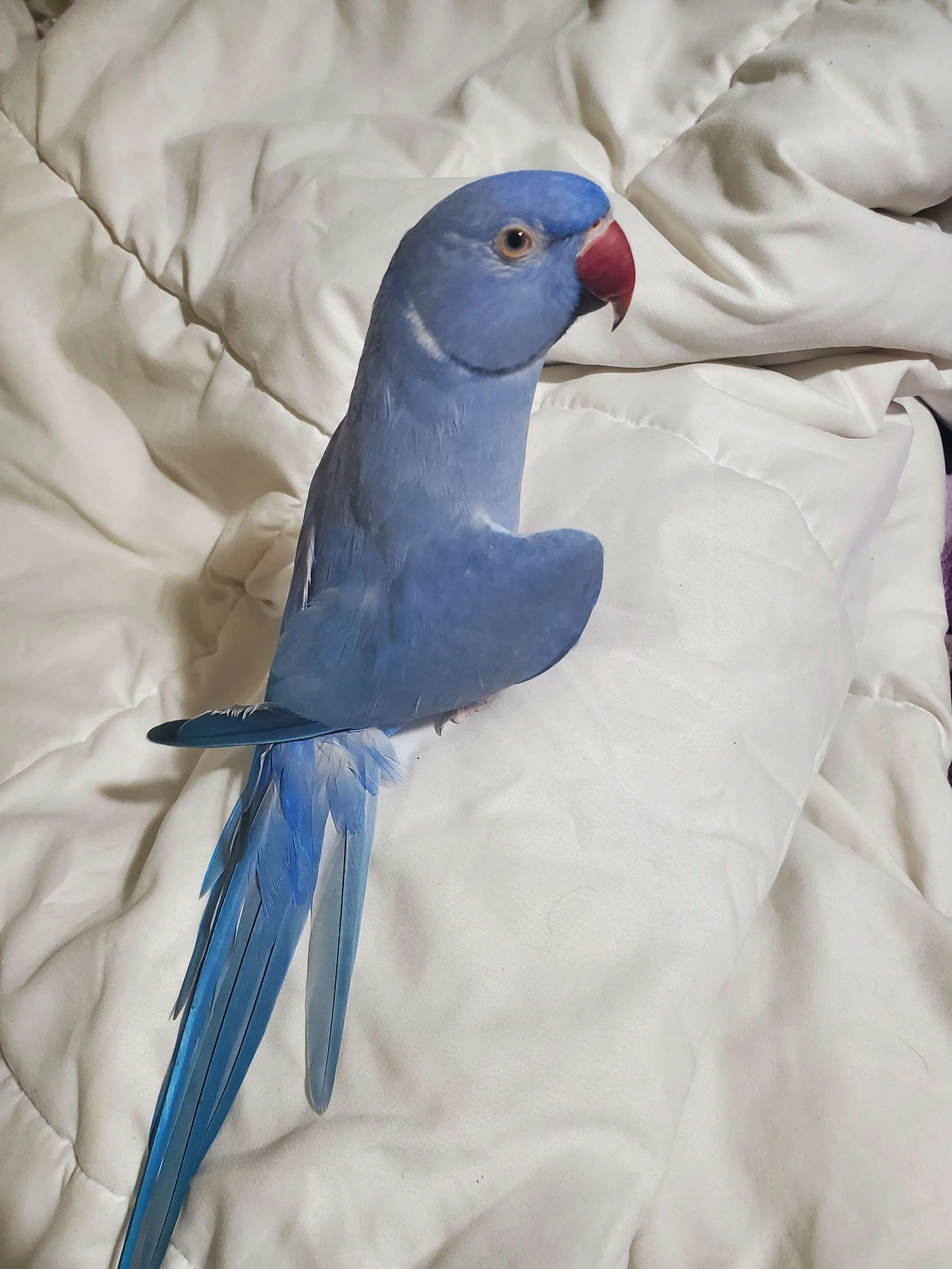 blue parrot bird sitting on bed indoors close up