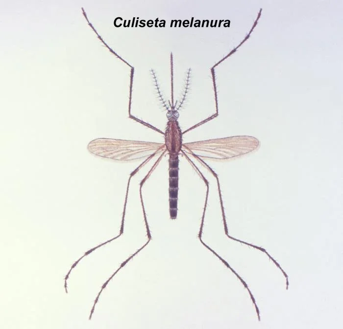 Culiseta melanura mosquito species found in Oklahoma City, related to mosquito control and treatment services