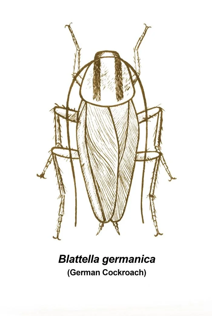 German cockroach commonly found in kitchens and bathrooms in Edmond, Oklahoma homes