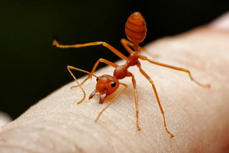 Fire ant stinging human skin showing aggressive behavior and painful sting
