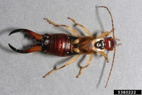 Close-up of an earwig showing pincers commonly found in Oklahoma City and Edmond homes