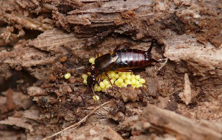 Earwig nesting in moist soil and mulch environment common in Oklahoma homes