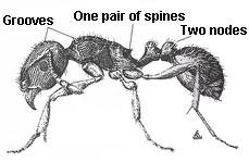 Pavement ant identification showing grooves, spines, and two-node body structure