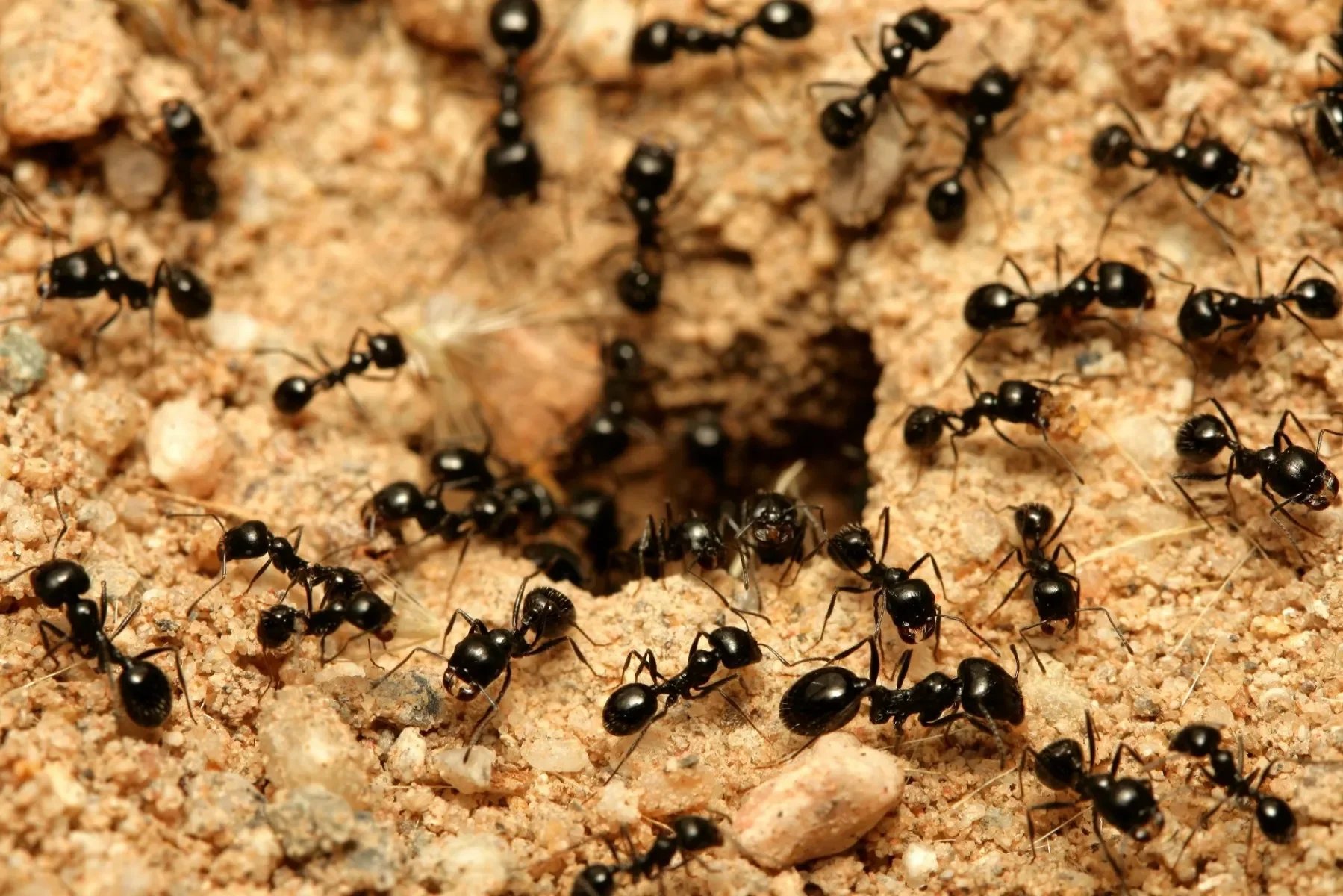 Little black ant colony nesting in soil near foundation typical in Oklahoma residential properties