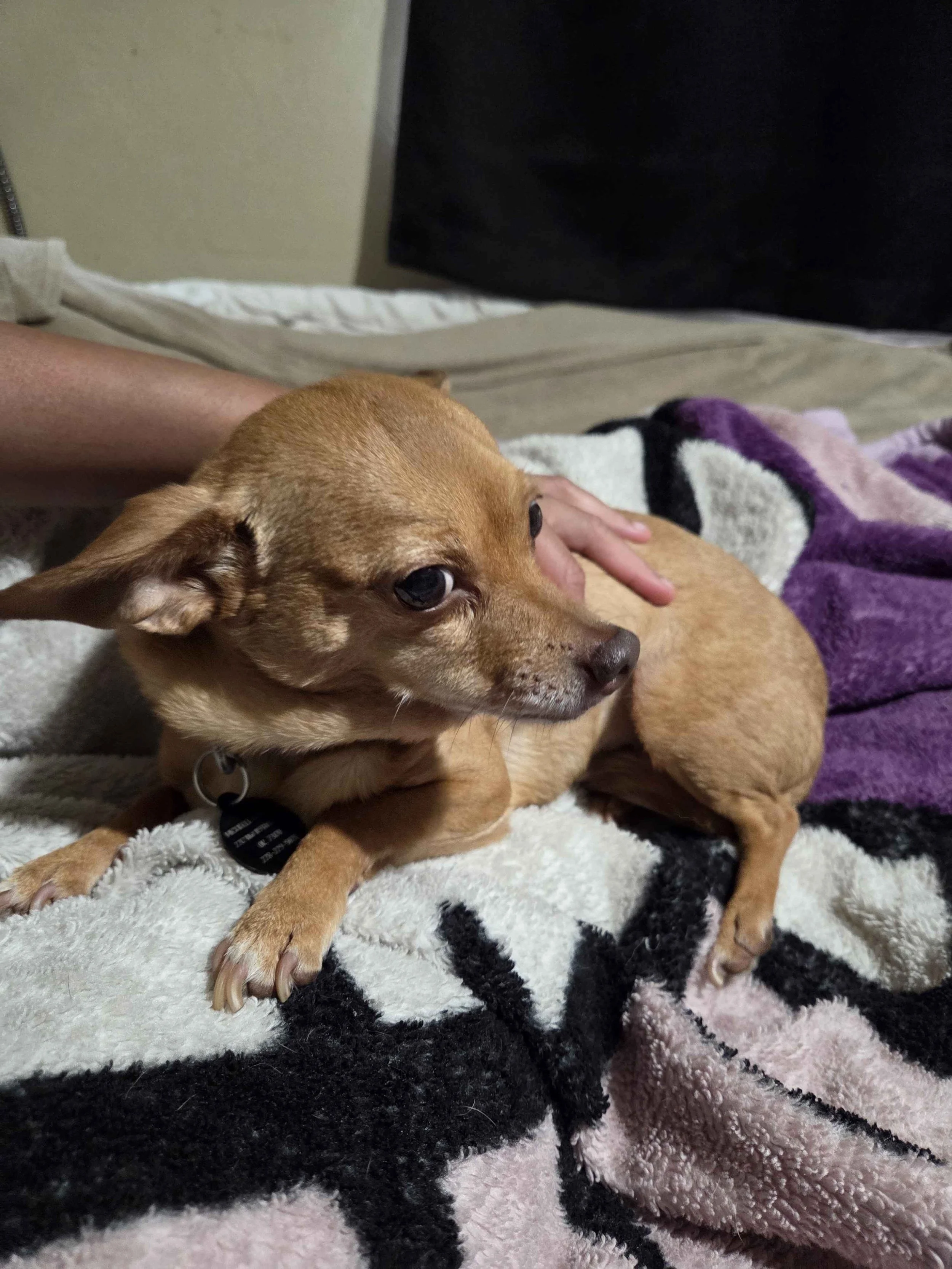 small brown dog lying on blanket looking to the side