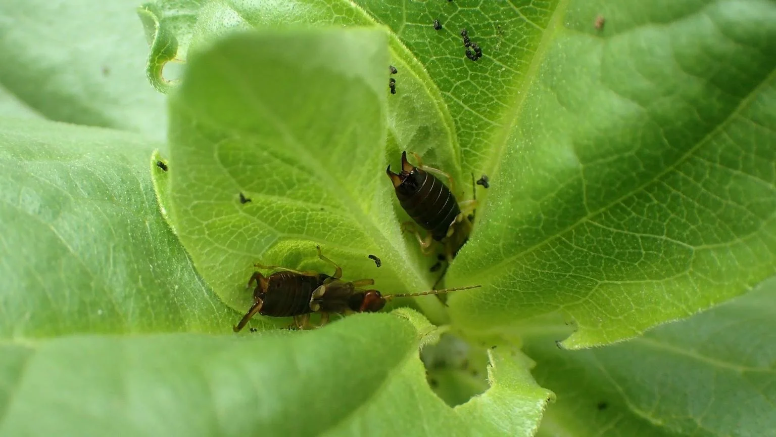 Earwig damage on garden plants and leaves in Oklahoma City homes