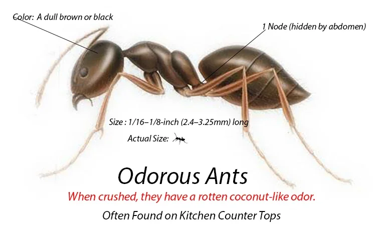 Odorous house ant identification showing body structure and size commonly found in Oklahoma City homes