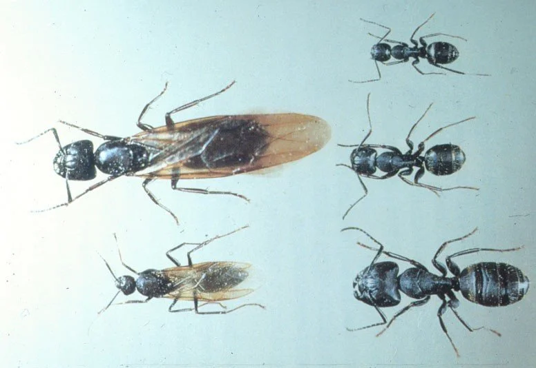 Carpenter ant identification showing different sizes and castes commonly found in Oklahoma City homes